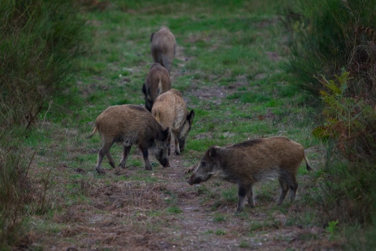 French farmers furious as wild boars run amok