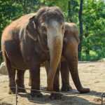 Tanja, Berlin’s oldest elephant, dies