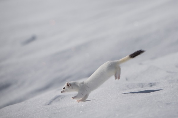 In pictures: spectacular images show beauty of Swiss wildlife - The Local