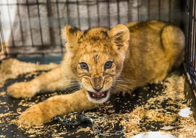 Half-starved lion cub found abandoned in Paris flat 