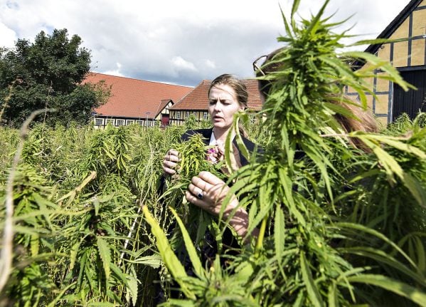 Danish medicinal cannabis prescriptions exceed expected numbers