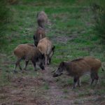 France to cull thousands of wild boar in north over swine fever fears