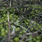 Olive war:  EU fights US import duties on Spanish olives