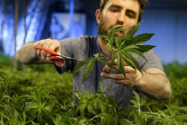 Thousands of Swiss could get ‘cannabis licence’