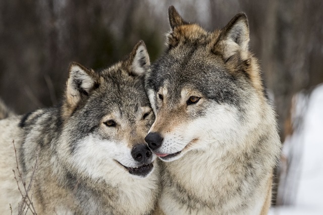 New study reveals the origin of Sweden’s wolves