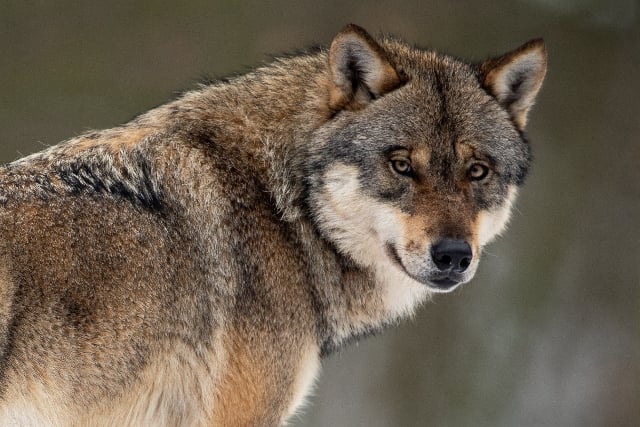 Who’s a good boy? Wolves, not dogs, according to this Austrian study