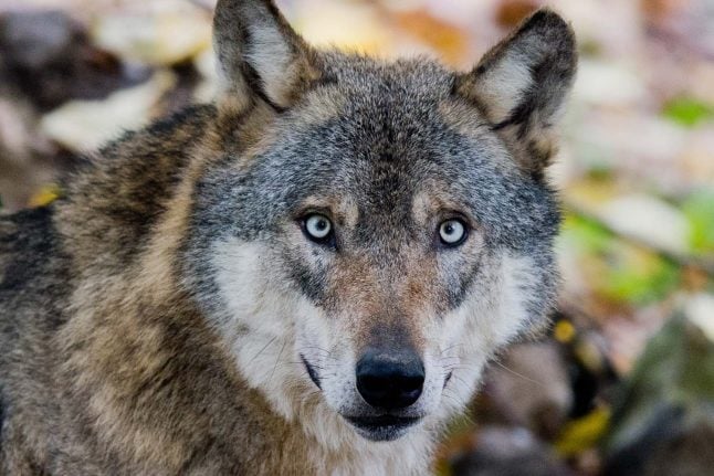 Germany relaxes rules on shooting wolves