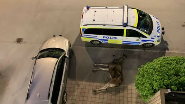 Elk dies after leaping from balcony in Swedish city centre