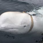 ‘Spy or runaway?’: ‘Russian’ whale sparks wild theories in Norway