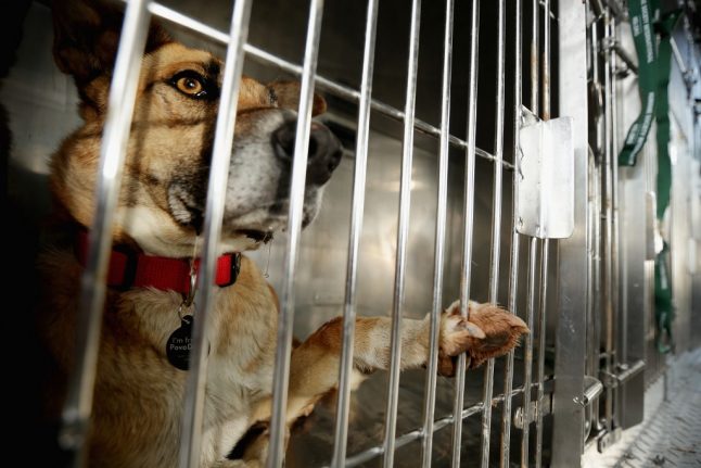 French police warn of jail terms for people who abandon their pets