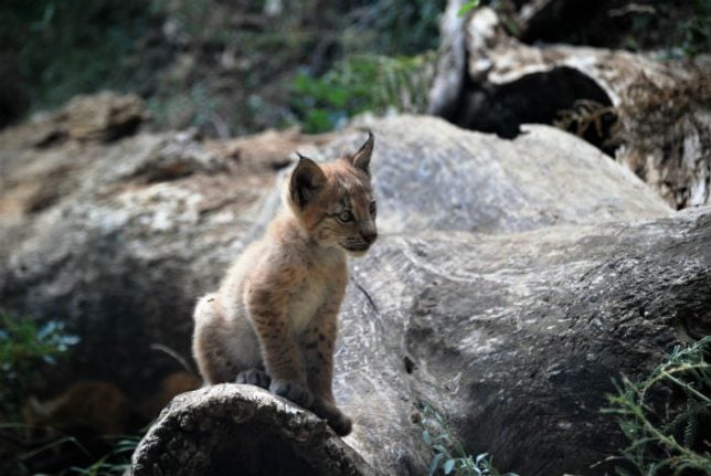 WATCH: First Eurasion Lynx born in Spanish Pyrenees for more than a century