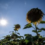 Swiss summer of 2019 was 'third hottest on record'