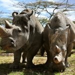 An Italian lab could hold the key to saving the northern white rhino