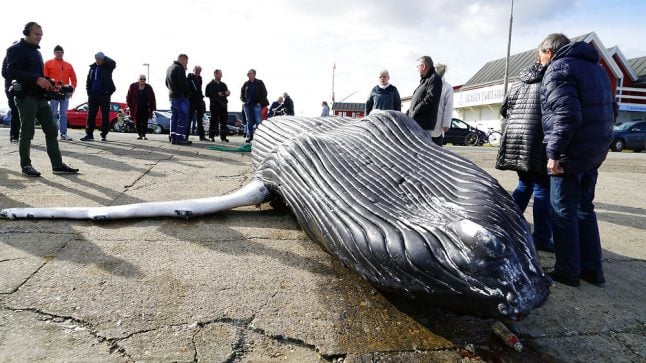 Danish scientists to dissect humpback whale at aquarium parking lot