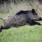 Should Sweden foot the bill for radioactive wild boar?