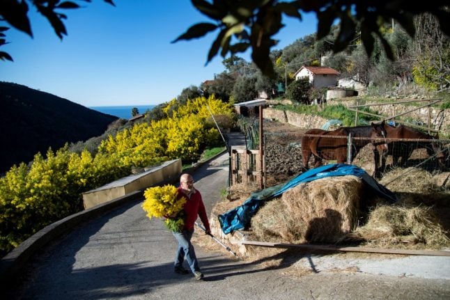 IN PHOTOS: Northern Italy’s mimosa harvest comes early