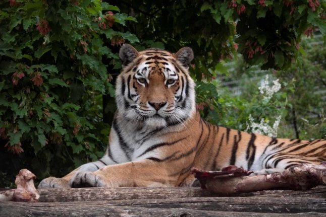 Tiger kills zookeeper in Zurich