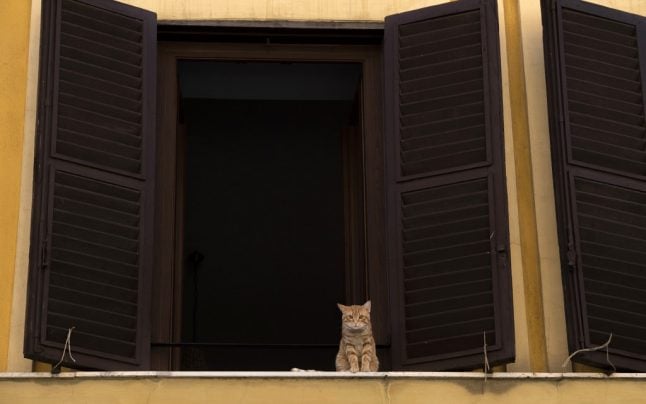 Italy’s cat owners told to look out for signs of mystery ‘rabies-like’ virus