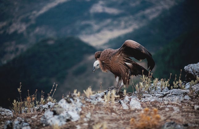 Vulture in Grazalema