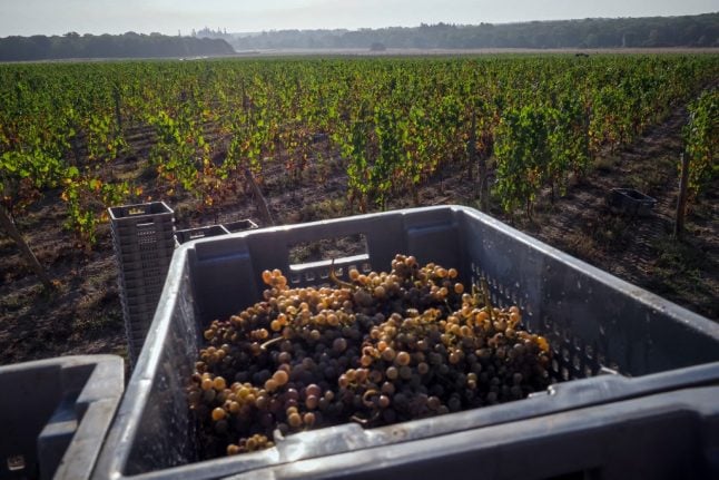 French vineyards begin early grape harvest, with extra health measures