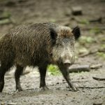 WATCH: Wild boar surprises sunbathers in Germany by emerging from Baltic Sea
