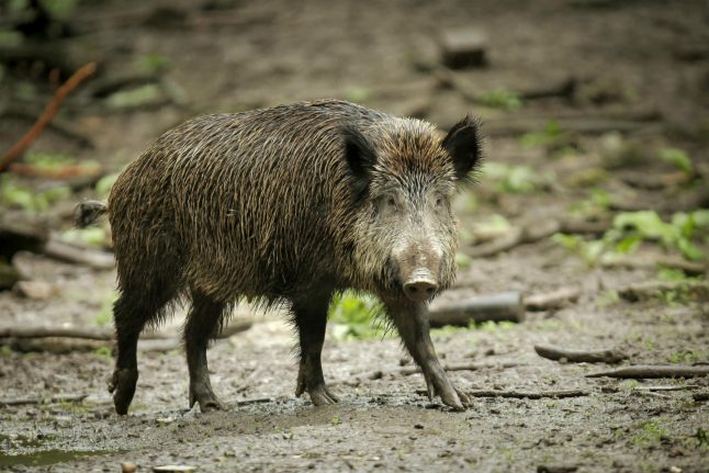 WATCH: Wild boar surprises sunbathers in Germany by emerging from Baltic Sea