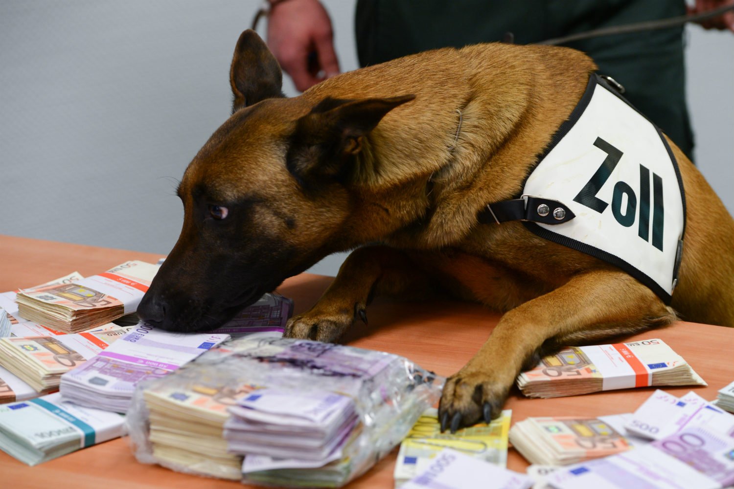 Meet the German airport dog sniffing out huge bundles of cash.