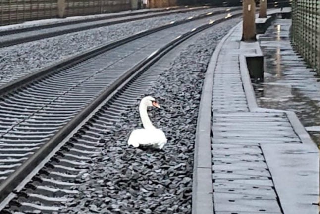 Swan Late: Mourning bird holds up German trains