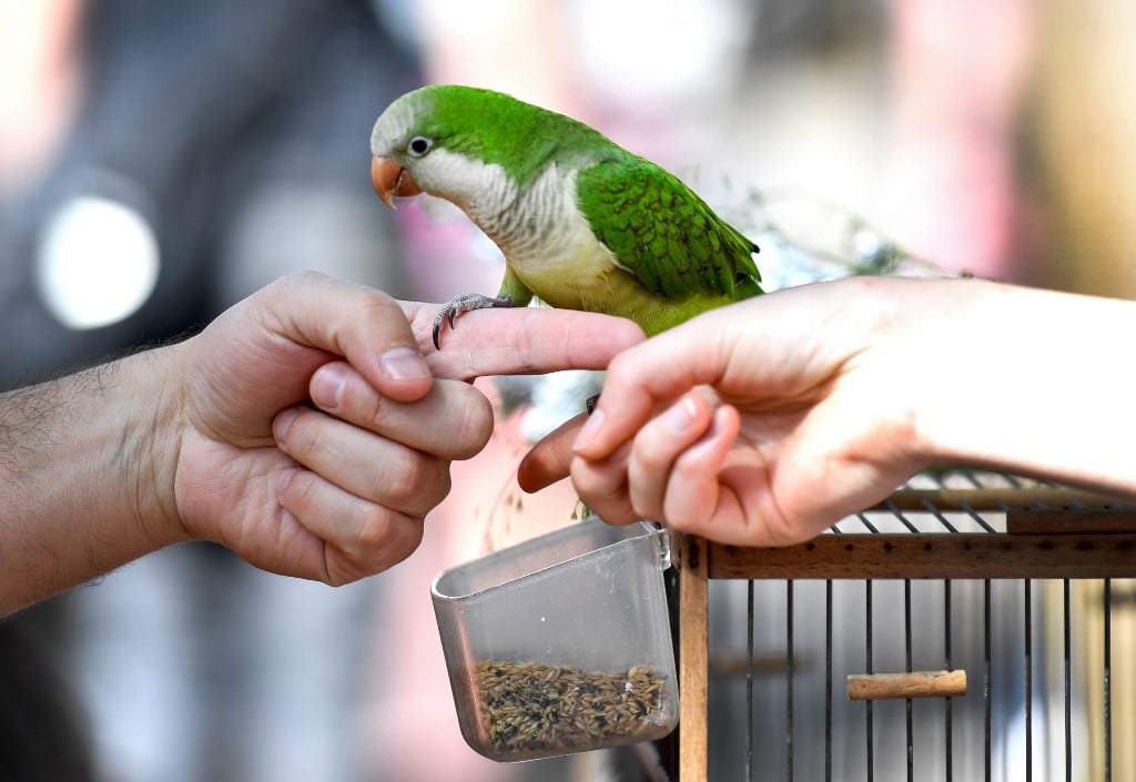 Paris authorities to shut down bird market over cruelty concerns