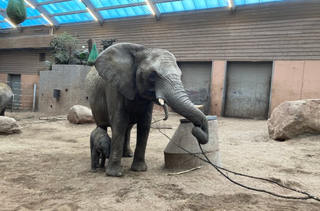 Swedish zoo’s baby elephant dies after her family rejects her