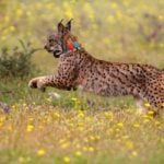 Spain’s endangered Iberian Lynx population back on the rise
