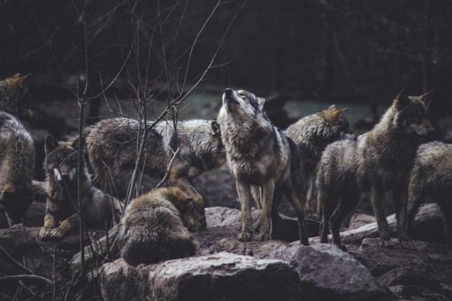 ‘Problem animals’: Why are wolves disappearing across Austria?