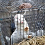 Will Denmark see the return of mink farms in 2022?