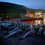 Faroe Islands face outcry after 1,400 dolphins slaughtered in a day