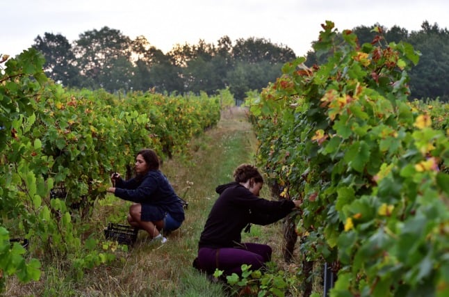 Harvesters pick grapes in the wineyard of Chateau Pre La Lande near Bordeaux, which produces an organic and vegan wine.