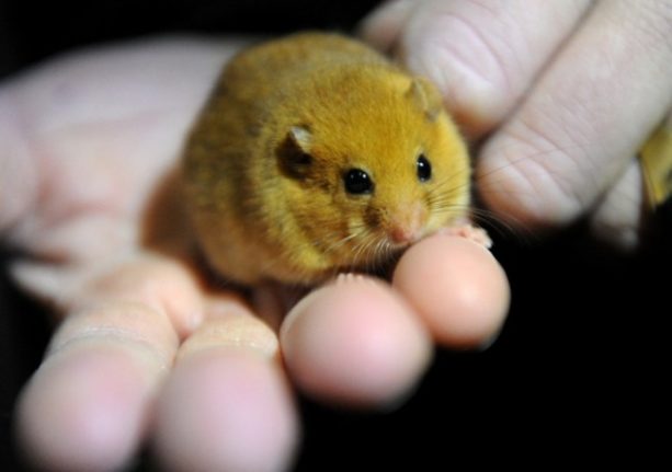 A small hazel dormouse is held by a person