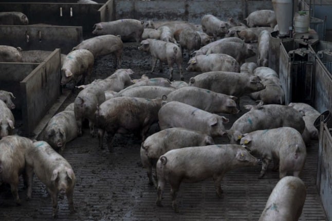Greenpeace sounds alarm over Spain’s ‘poisonous mega farms’