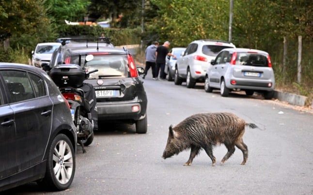 A wild boar on the streets of Rome.