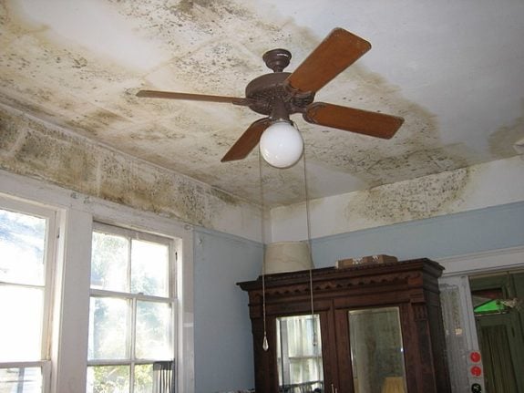 Mould at home in Spain: What are tenants’ rights?
