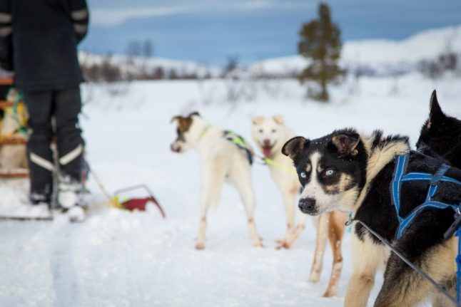 Pictured are sleigh dogs in Tromsø. 